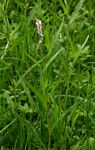 Persicaria madagascariensis