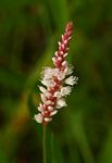 Persicaria madagascariensis