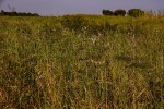 Persicaria madagascariensis