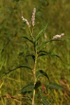 Persicaria madagascariensis