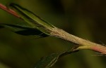 Persicaria madagascariensis