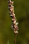 Persicaria madagascariensis