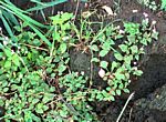 Persicaria capitata