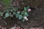 Persicaria capitata