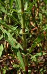 Persicaria limbata