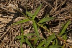 Persicaria limbata