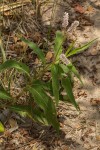 Persicaria limbata