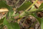 Persicaria limbata