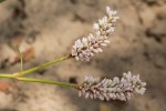 Persicaria limbata