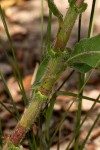 Persicaria limbata