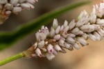 Persicaria limbata