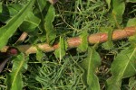 Persicaria limbata