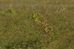 Persicaria senegalensis