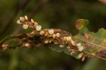 Persicaria senegalensis