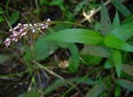 Persicaria decipiens