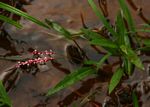 Persicaria decipiens