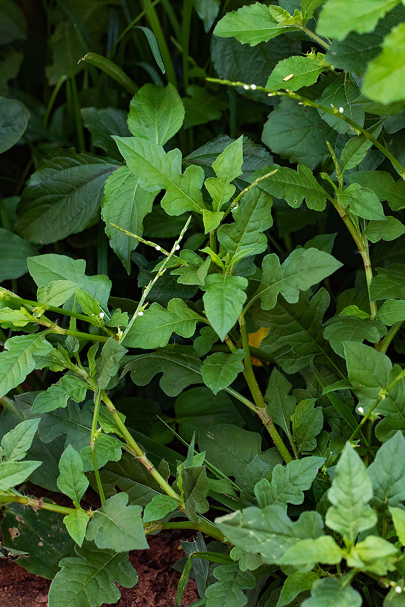 Oxygonum sinuatum Oxygonum sinuatum