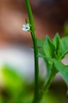 Oxygonum sinuatum