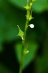 Oxygonum sinuatum