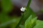 Oxygonum sinuatum