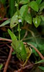 Oxygonum sinuatum