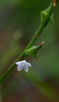 Oxygonum sinuatum