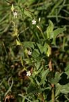 Oxygonum sinuatum