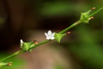 Oxygonum sinuatum