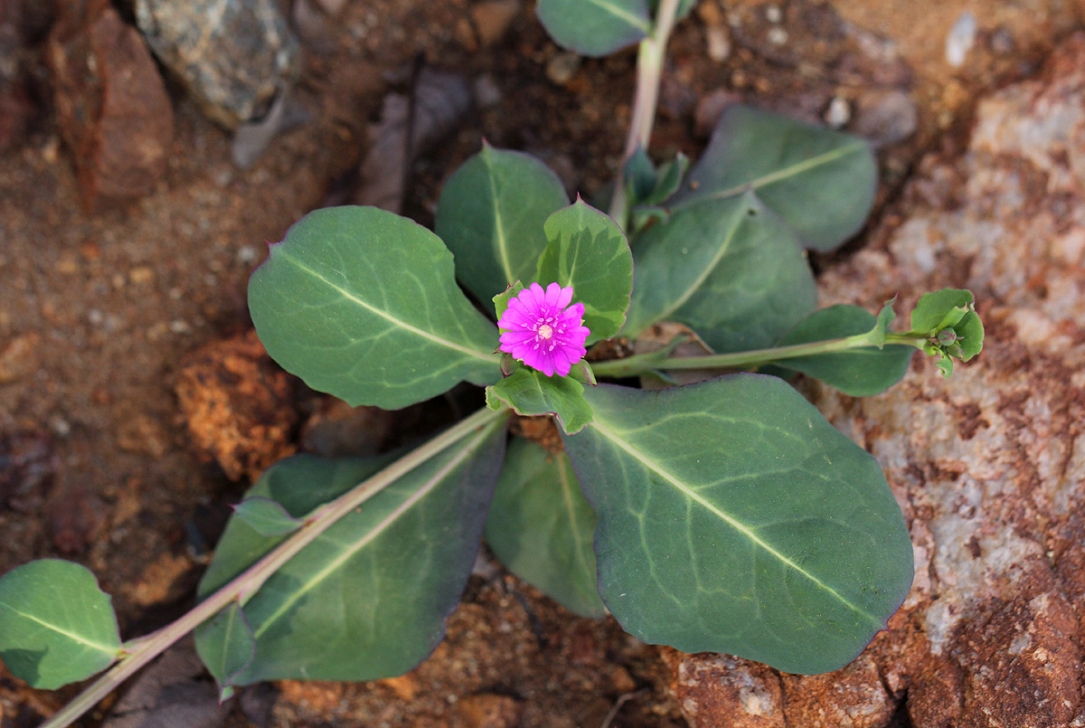 Corbichonia decumbens Corbichonia decumbens