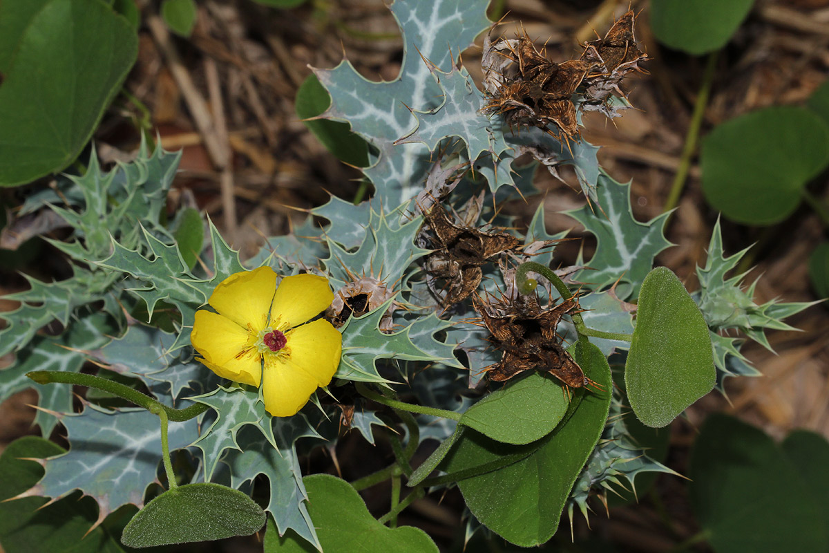 Argemone mexicana Argemone mexicana