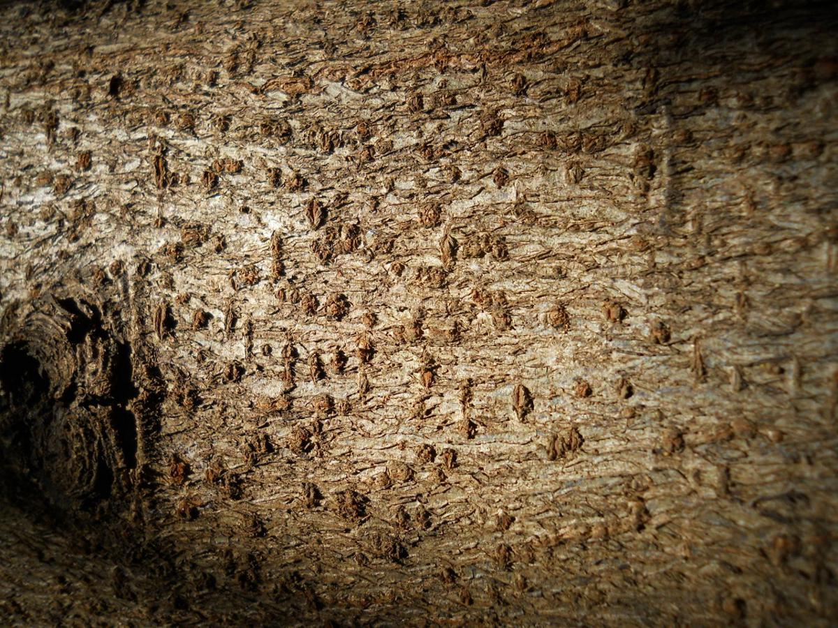 Prunus africana Prunus africana