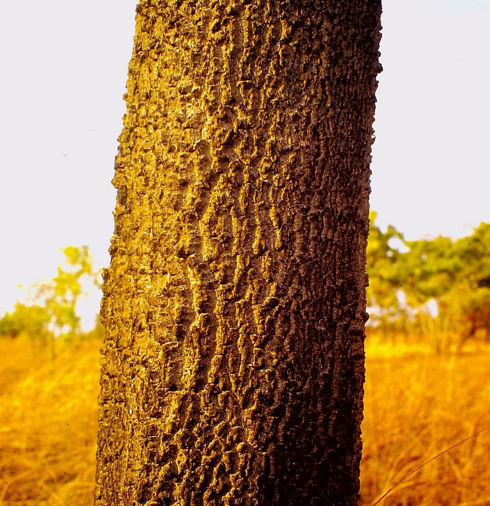 Parinari curatellifolia Parinari curatellifolia