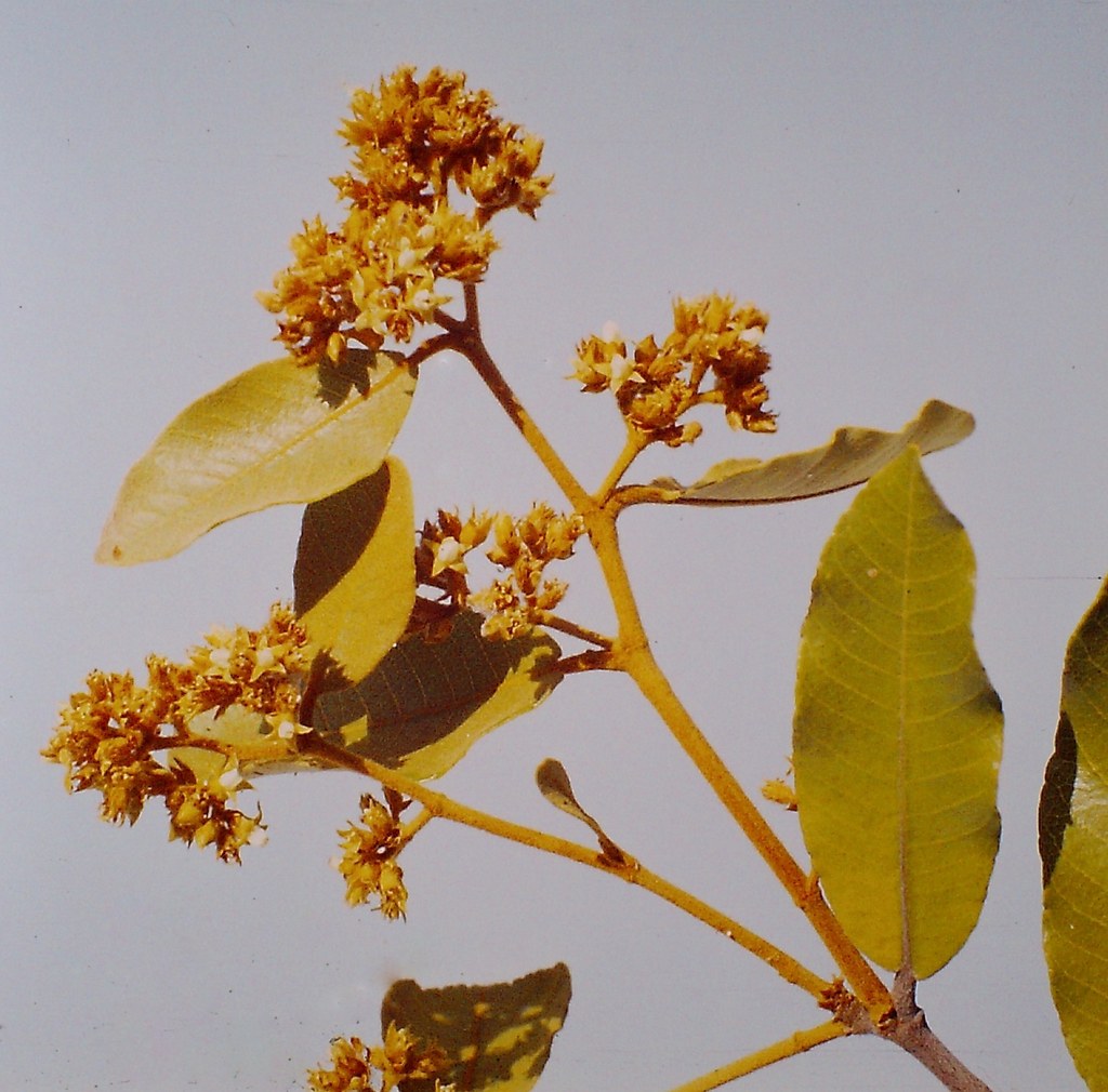 Parinari curatellifolia Parinari curatellifolia