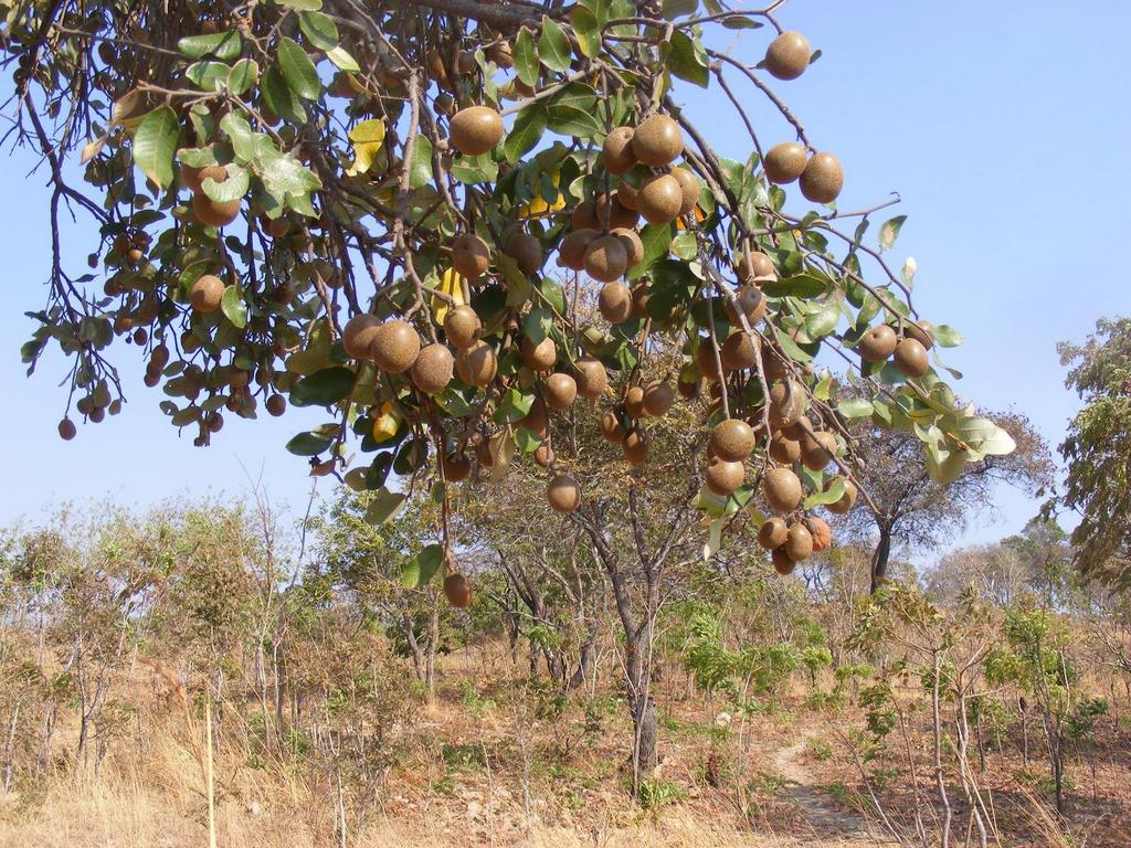 Parinari curatellifolia Parinari curatellifolia