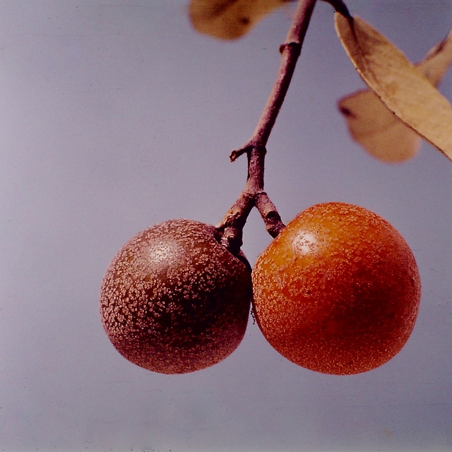 Parinari curatellifolia Parinari curatellifolia