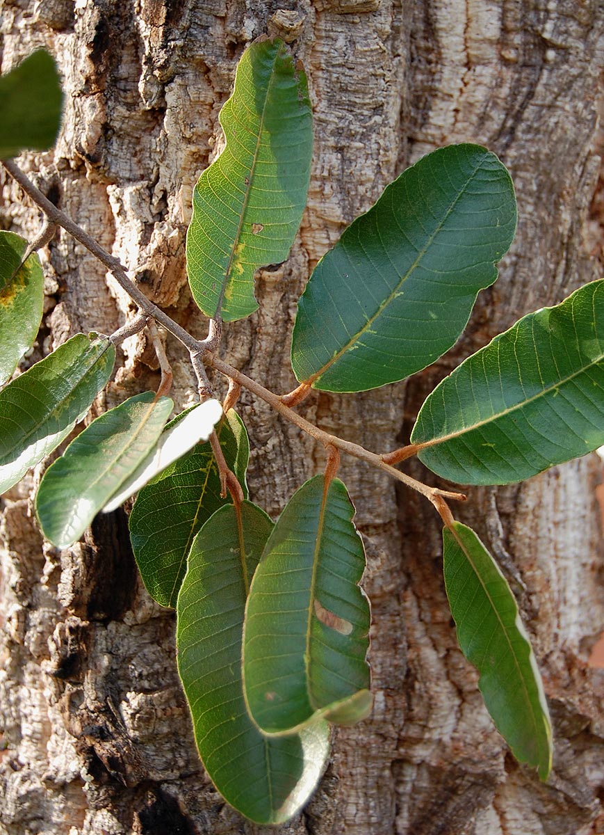 Parinari curatellifolia Parinari curatellifolia