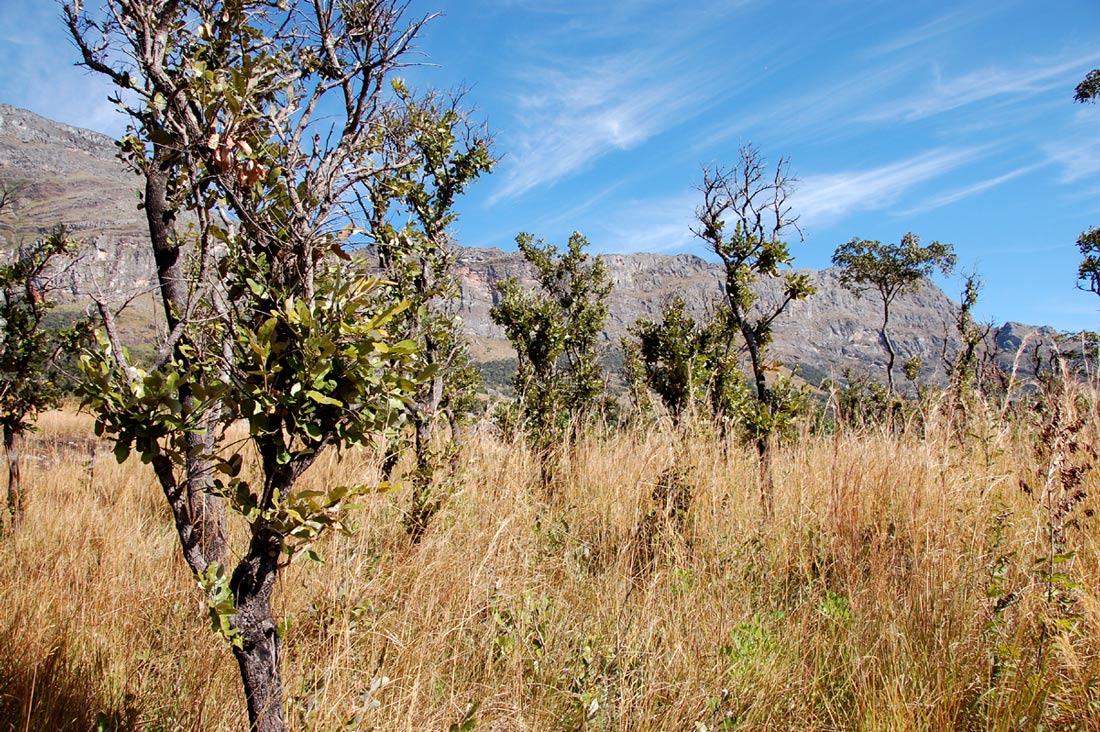 Parinari curatellifolia Parinari curatellifolia