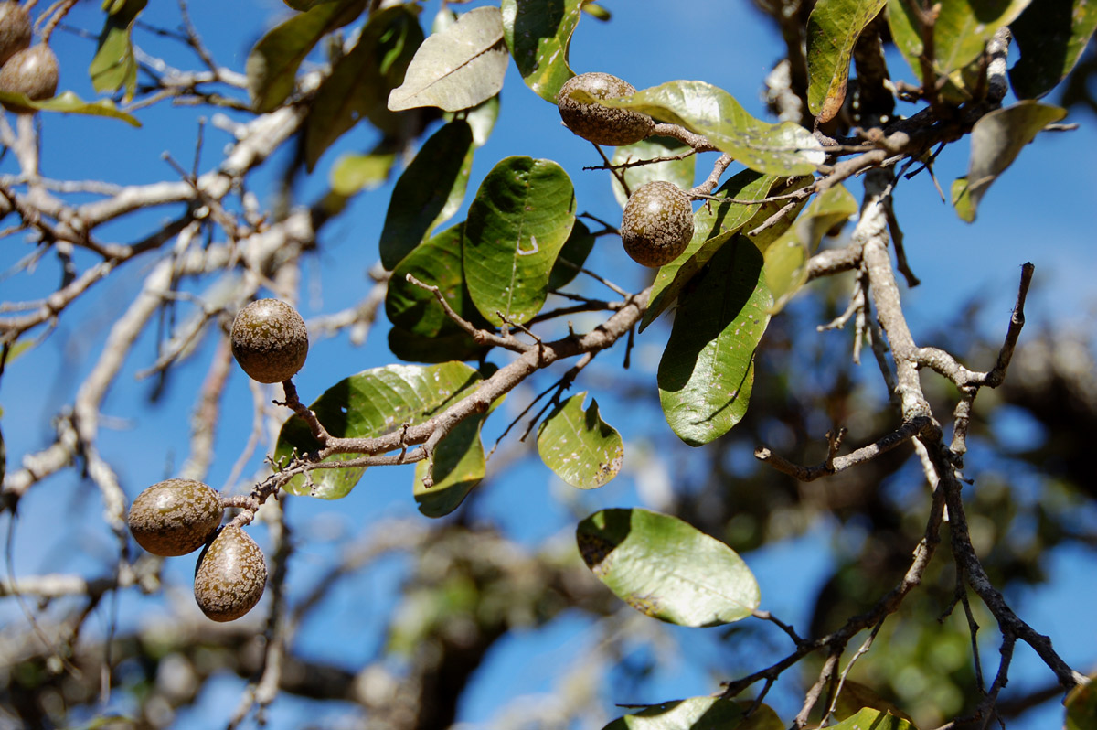 Parinari curatellifolia Parinari curatellifolia