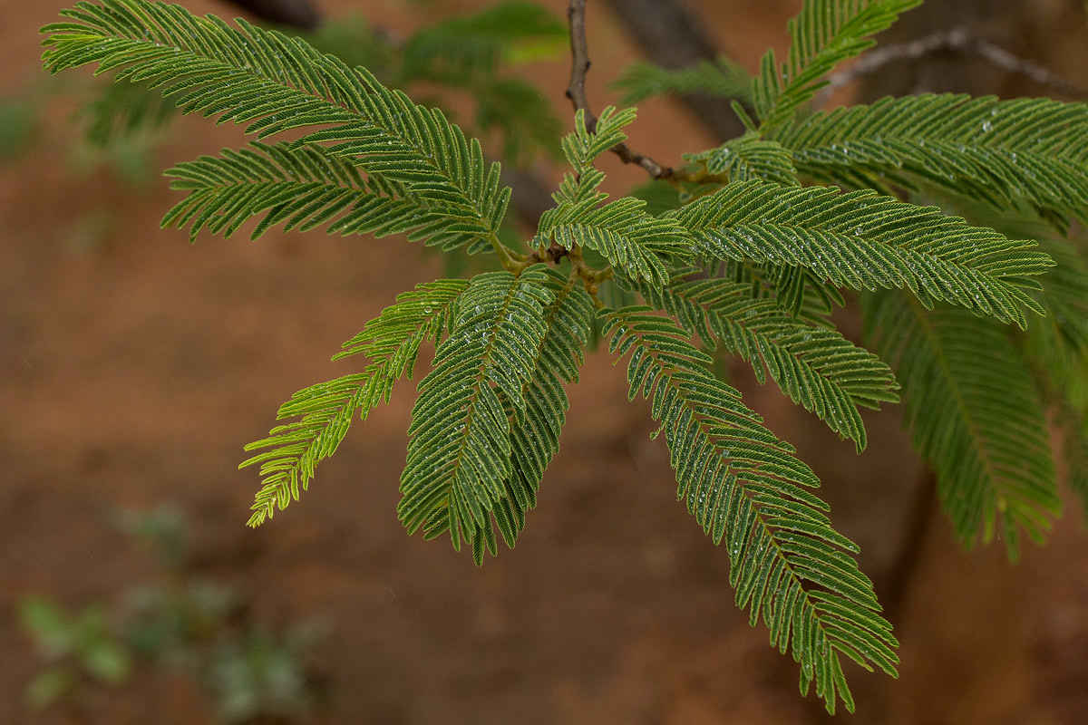 Albizia amara subsp. sericocephala Albizia amara subsp. sericocephala