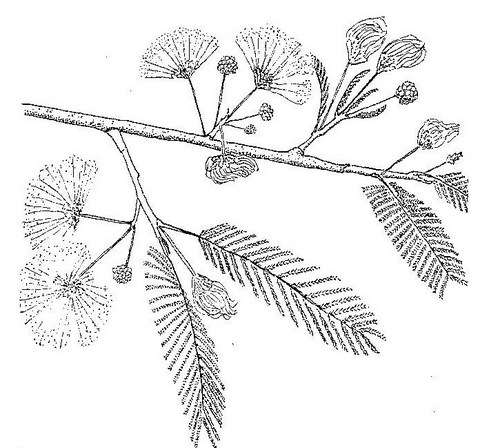 Albizia amara subsp. sericocephala Albizia amara subsp. sericocephala