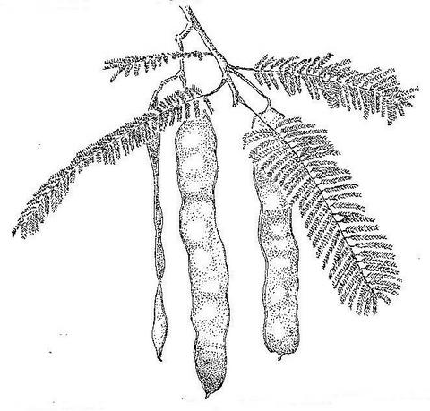 Albizia amara subsp. sericocephala Albizia amara subsp. sericocephala