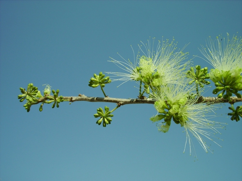 Albizia anthelmintica Albizia anthelmintica