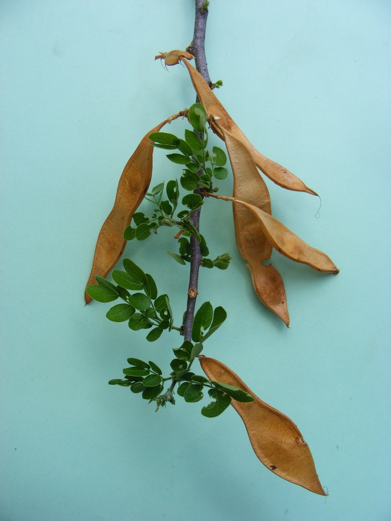 Albizia anthelmintica Albizia anthelmintica