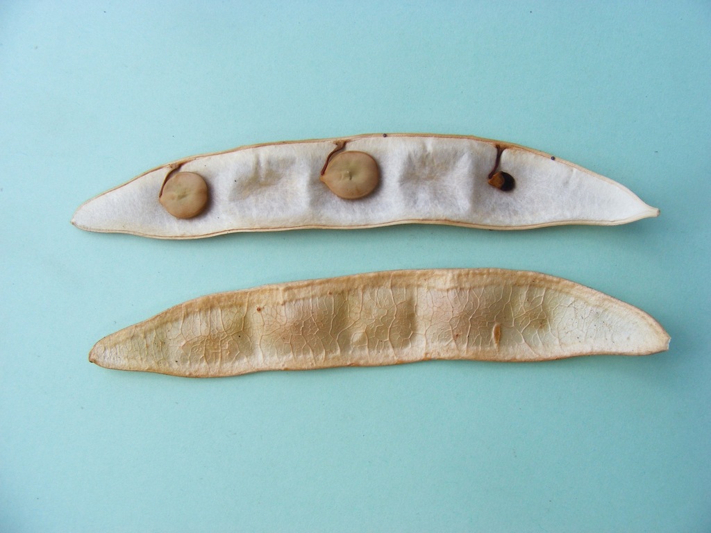 Albizia anthelmintica Albizia anthelmintica