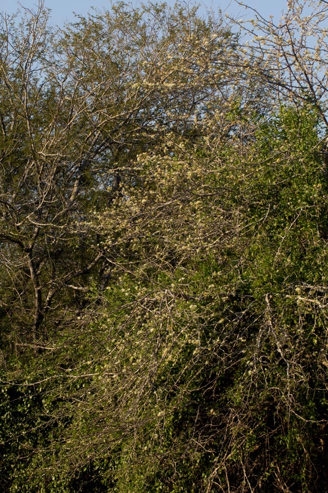 Albizia anthelmintica Albizia anthelmintica