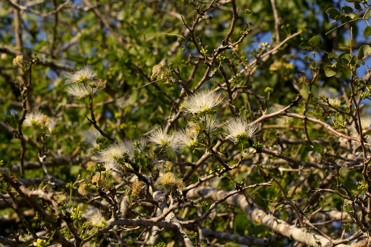 Albizia anthelmintica Albizia anthelmintica
