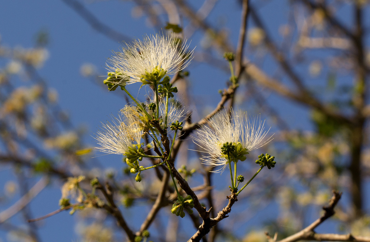 Albizia anthelmintica Albizia anthelmintica