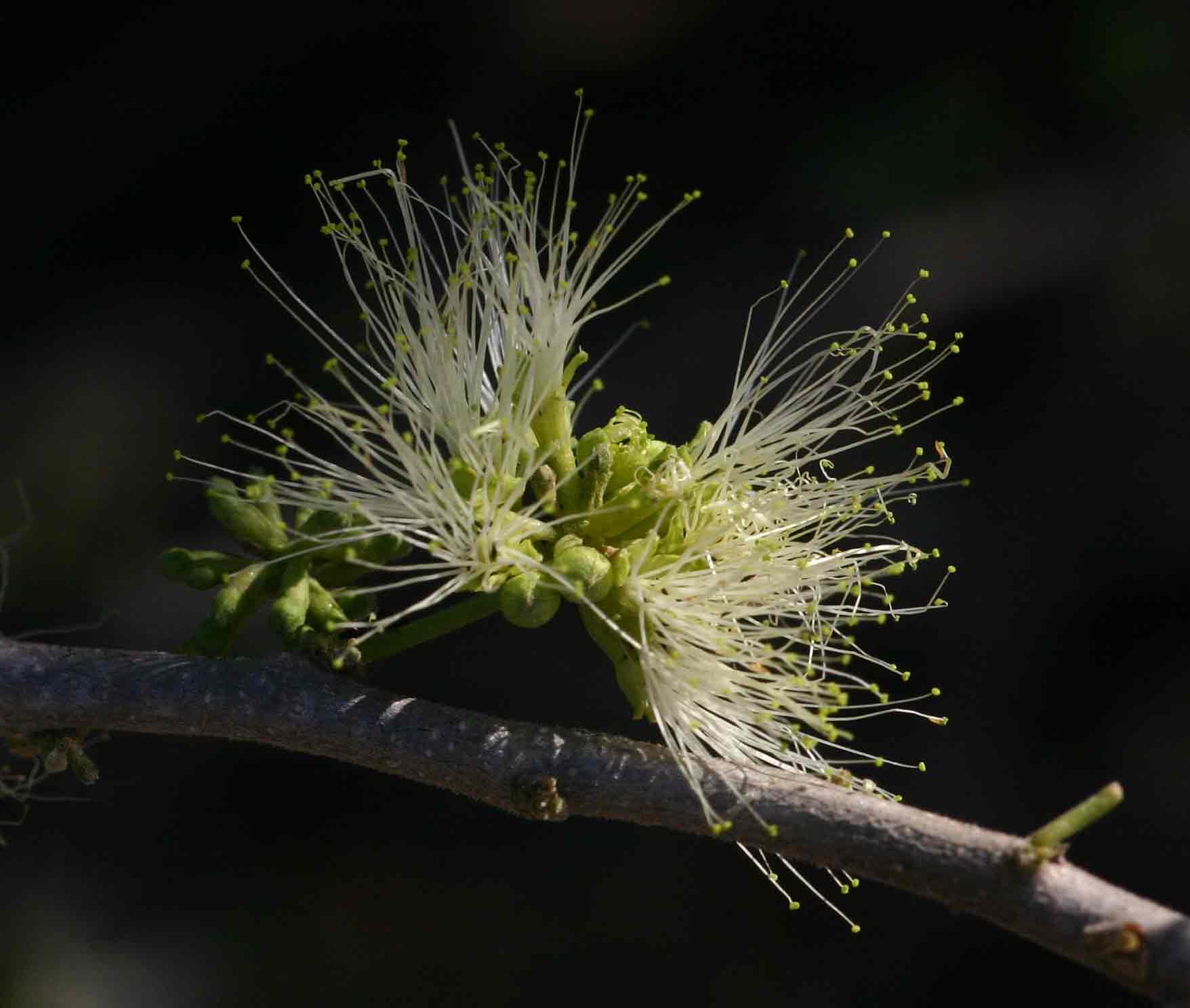 Albizia anthelmintica Albizia anthelmintica