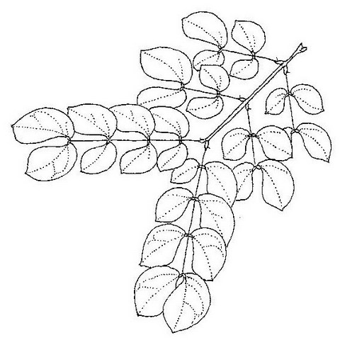 Albizia anthelmintica Albizia anthelmintica