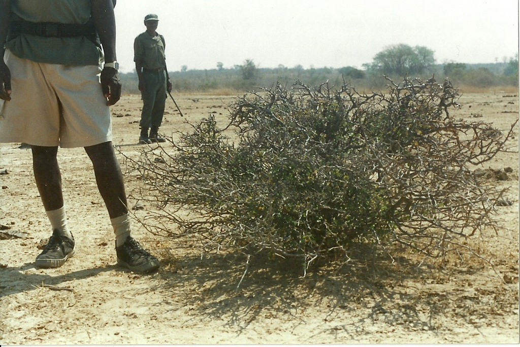 Albizia anthelmintica Albizia anthelmintica